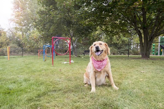 Dog Training Fenton Mi Dog Training Fenton Mi